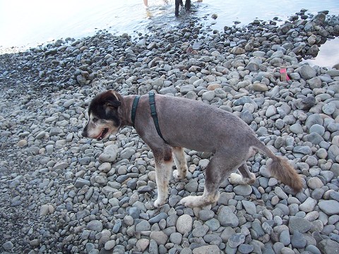 ��⃏�[�Q��(VW)���X K'S�}�X�^�[���L�E�}�X�^�[�̉ċx��