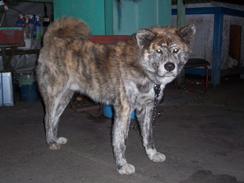 ��⃏�[�Q��(VW)���X K'S�}�X�^�[���L�E���̌�̓Ў��Y