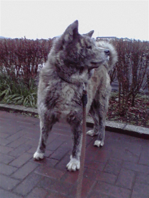 ��⃏�[�Q��(VW)���X K'S�}�X�^�[���L�E�U��