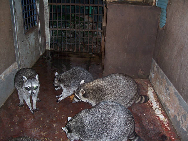 ��⃏�[�Q��(VW)���X K'S�}�X�^�[���L�E���u