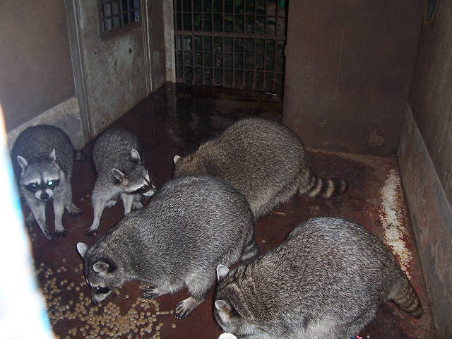 ��⃏�[�Q��(VW)���X K'S�}�X�^�[���L�E���u