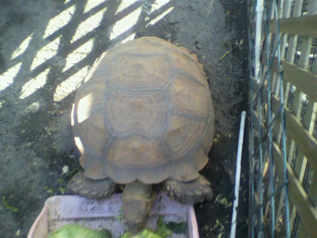 ��⃏�[�Q��(VW)���X K'S�}�X�^�[���L�E�L���ב�