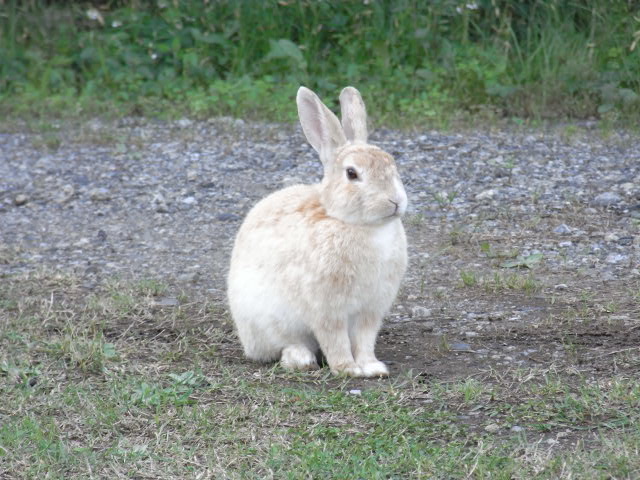 ��⃏�[�Q��(VW)���X K'S�}�X�^�[���L�E�����܂��ăI���f�g�E�������܂�