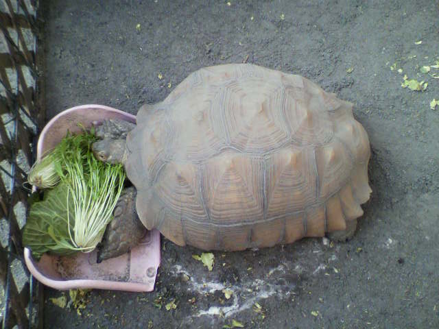 ��⃏�[�Q��(VW)���X K'S�}�X�^�[���L�E�j�x�n�s�d���W�Q�d