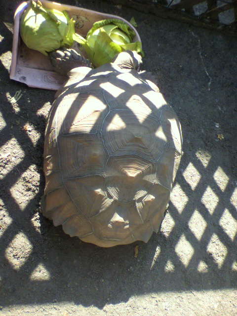 ��⃏�[�Q��(VW)���X K'S�}�X�^�[���L�E�l���ꂼ��̖���