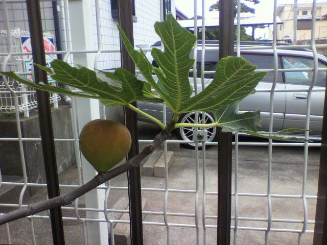 ��⃏�[�Q��(VW)���X K'S�}�X�^�[���L�E�~�J����