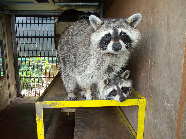 ��⃏�[�Q��(VW)���X K'S�}�X�^�[���L�E�~�J����