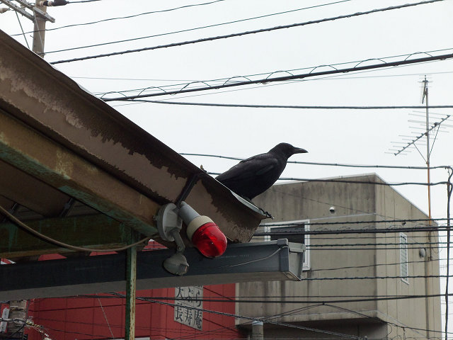 ��⃏�[�Q��(VW)���X K'S�}�X�^�[���L�E�J�͗l�̓��j��