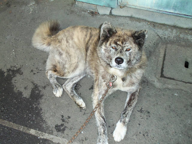 ��⃏�[�Q��(VW)���X K'S�}�X�^�[���L�E�J�͗l�̓��j��