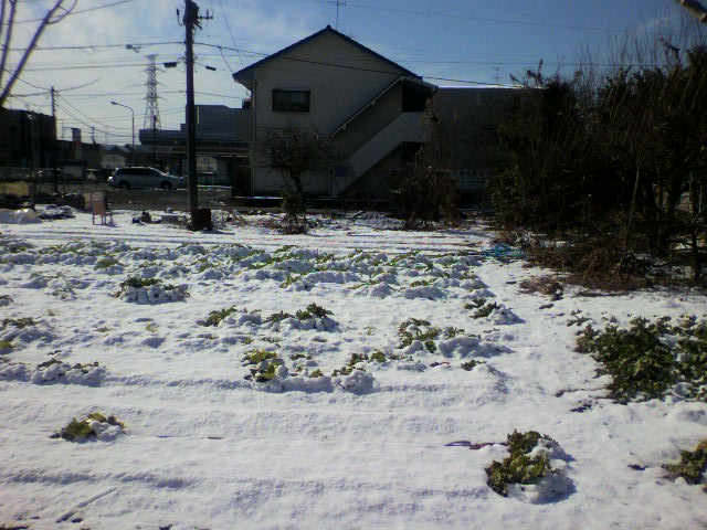 ��⃏�[�Q��(VW)���X K'S�}�X�^�[���L�E��