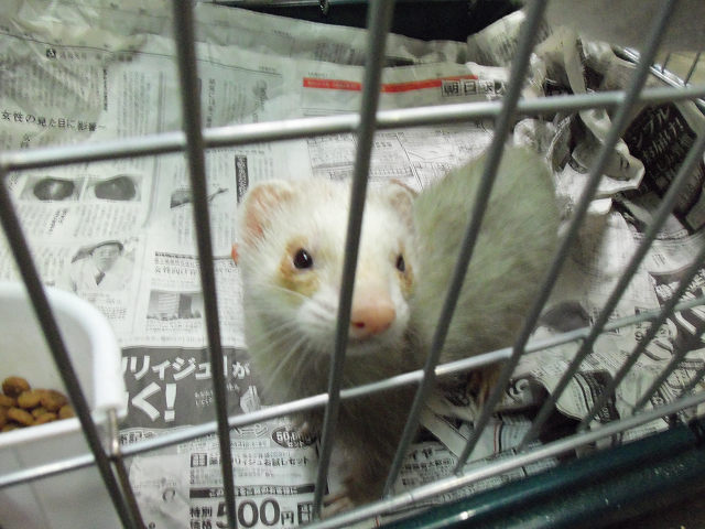 ��⃏�[�Q��(VW)���X K'S�}�X�^�[���L�E�t�F���b�g