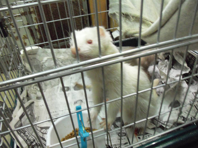 ��⃏�[�Q��(VW)���X K'S�}�X�^�[���L�E�t�F���b�g