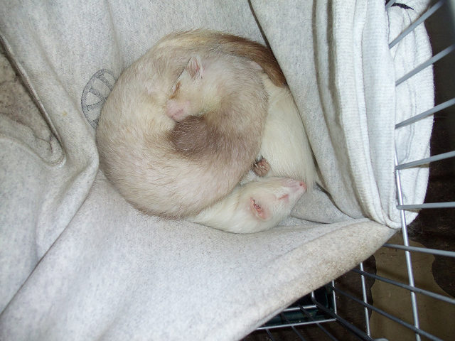 ��⃏�[�Q��(VW)���X K'S�}�X�^�[���L�E���i��