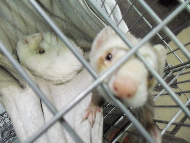 ��⃏�[�Q��(VW)���X K'S�}�X�^�[���L�E�t�F���b�g