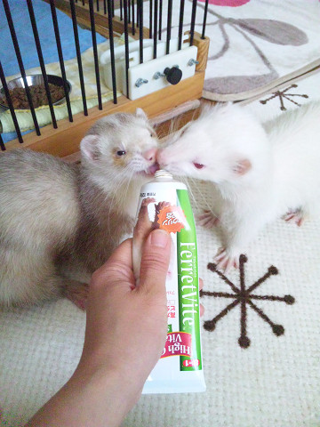 ��⃏�[�Q��(VW)���X K'S�}�X�^�[���L�E�t�F���b�g