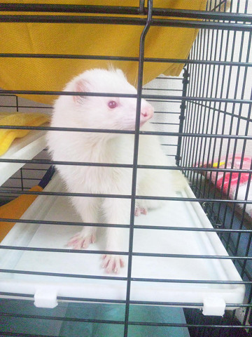 ��⃏�[�Q��(VW)���X K'S�}�X�^�[���L�E�t�F���b�g