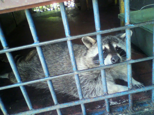 ��⃏�[�Q��(VW)���X K'S�}�X�^�[���L�E�~�J����