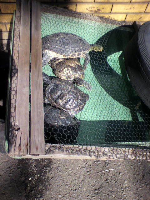 ��⃏�[�Q��(VW)���X K'S�}�X�^�[���L�E���z�����߂�