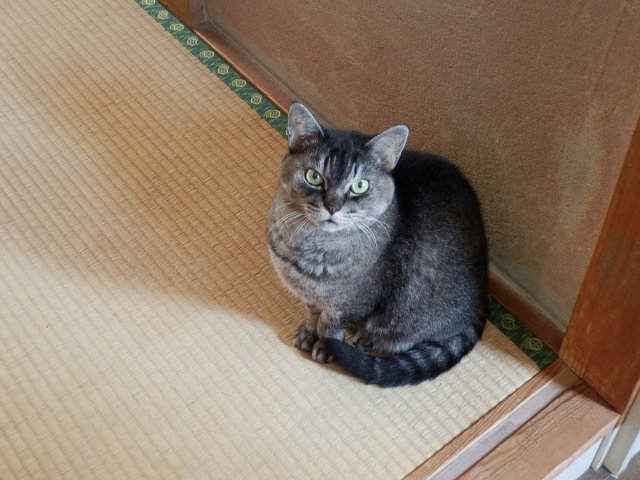 ��⃏�[�Q��(VW)���X K'S�}�X�^�[���L�E�䂪�Ƃ̓����B