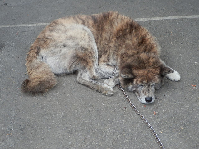 ��⃏�[�Q��(VW)���X K'S�}�X�^�[���L�E�Ў��Y