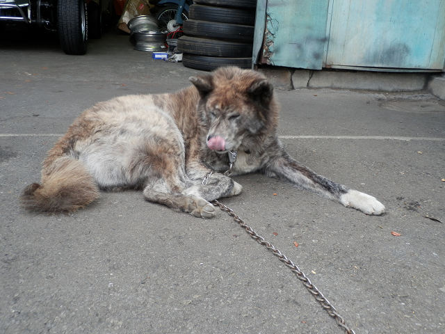 ��⃏�[�Q��(VW)���X K'S�}�X�^�[���L�E�Ў��Y