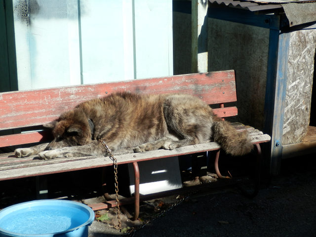 ��⃏�[�Q��(VW)���X K'S�}�X�^�[���L�E���V�Ȃ�