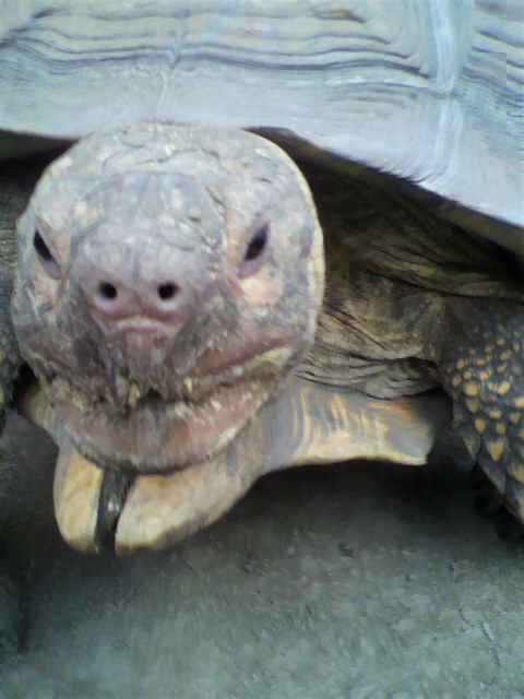 ��⃏�[�Q��(VW)���X K'S�}�X�^�[���L�E�P�R�O�Q�r