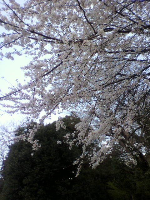 ��⃏�[�Q��(VW)���X K'S�}�X�^�[���L�E��