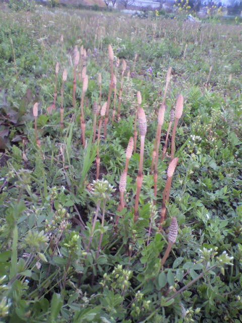 ��⃏�[�Q��(VW)���X K'S�}�X�^�[���L�E��