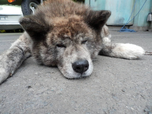 ��⃏�[�Q��(VW)���X K'S�}�X�^�[���L�E�Ԍ�