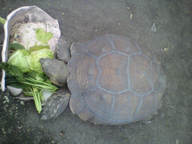 ��⃏�[�Q��(VW)���X K'S�}�X�^�[���L�E�J��