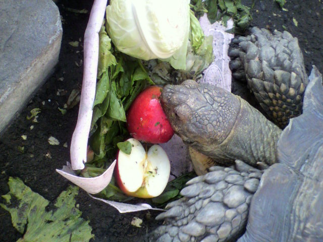 ��⃏�[�Q��(VW)���X K'S�}�X�^�[���L�E�J��