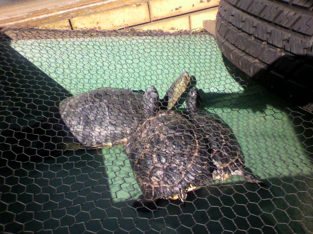 ��⃏�[�Q��(VW)���X K'S�}�X�^�[���L�E�J��