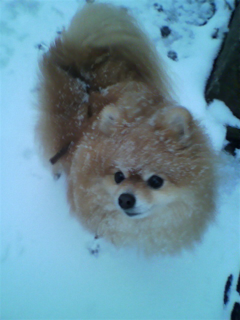 ��⃏�[�Q��(VW)���X K'S�}�X�^�[���L�E��