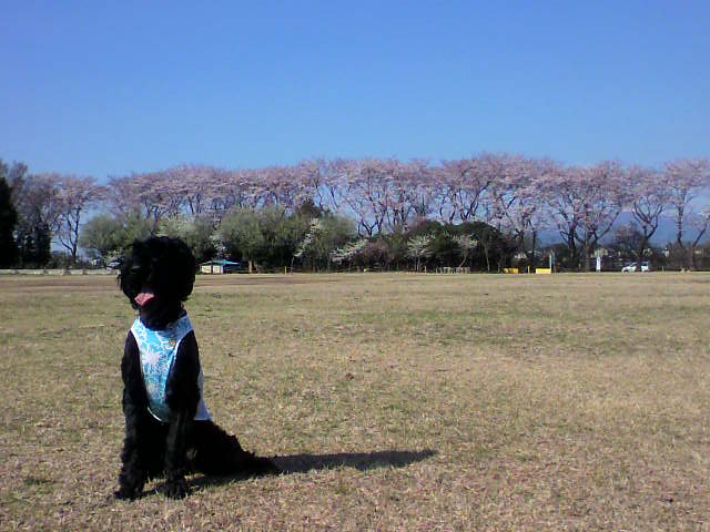 ��⃏�[�Q��(VW)���X K'S�}�X�^�[���L�E���J