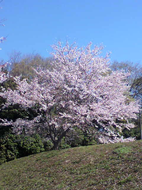 ��⃏�[�Q��(VW)���X K'S�}�X�^�[���L�E�T�N��