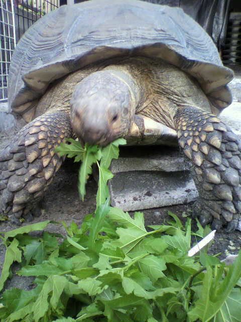 ��⃏�[�Q��(VW)���X K'S�}�X�^�[���L�E�^��