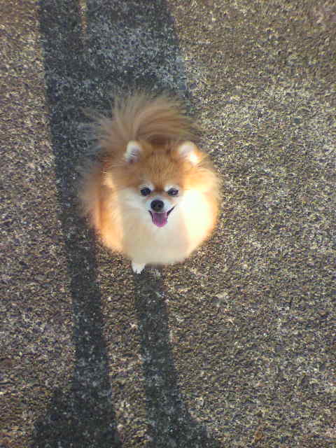 ��⃏�[�Q��(VW)���X K'S�}�X�^�[���L�E�U��