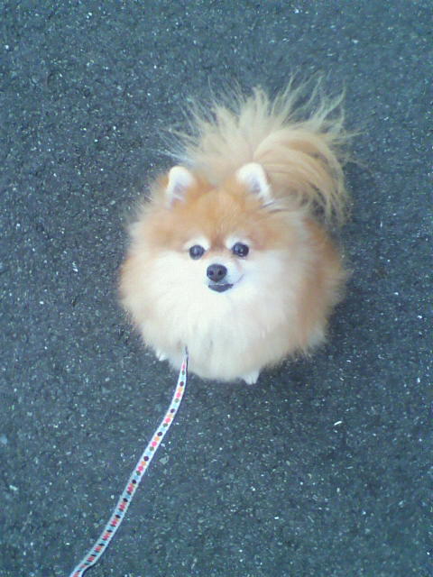 ��⃏�[�Q��(VW)���X K'S�}�X�^�[���L�E���̎U��