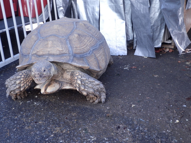 ��⃏�[�Q��(VW)���X K'S�}�X�^�[���L�E���V