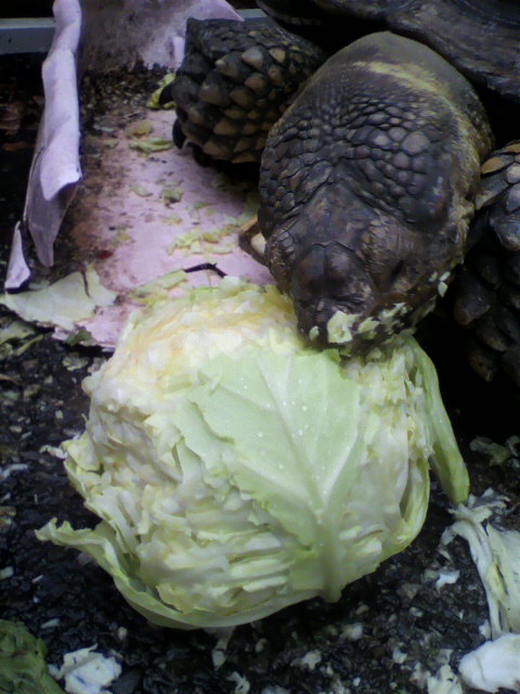 ��⃏�[�Q��(VW)���X K'S�}�X�^�[���L�E�����ɕ������I�I