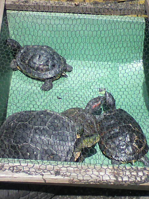 ��⃏�[�Q��(VW)���X K'S�}�X�^�[���L�E�悤�₭