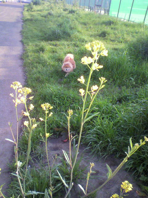 ��⃏�[�Q��(VW)���X K'S�}�X�^�[���L�E�悤�₭