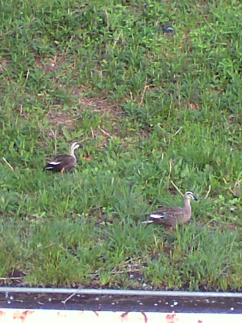 ��⃏�[�Q��(VW)���X K'S�}�X�^�[���L�E�悤�₭