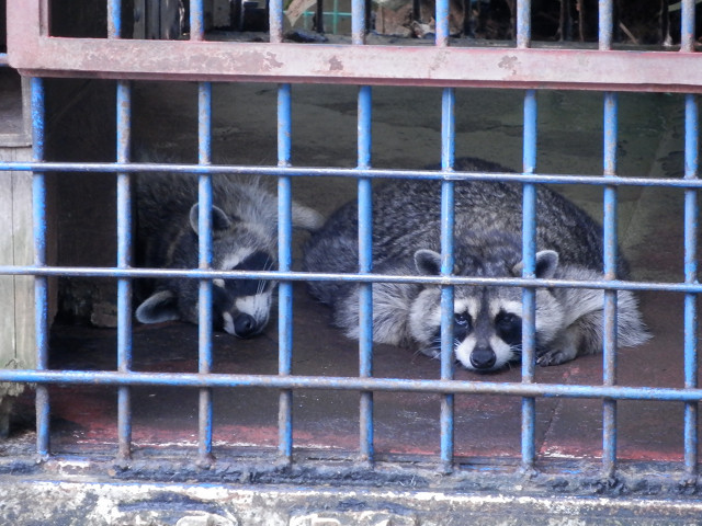 ��⃏�[�Q��(VW)���X K'S�}�X�^�[���L�E���~�x��