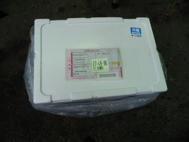 ��⃏�[�Q��(VW)���X K'S�}�X�^�[���L�E�H����