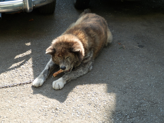 ��⃏�[�Q��(VW)���X K'S�}�X�^�[���L�E�Ў��Y