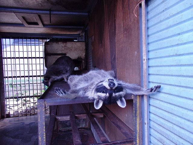 ��⃏�[�Q��(VW)���X K'S�}�X�^�[���L�E�ċG�x��